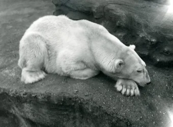 En isbjörn vilar med huvudet på tass på London Zoo, oktober 1920